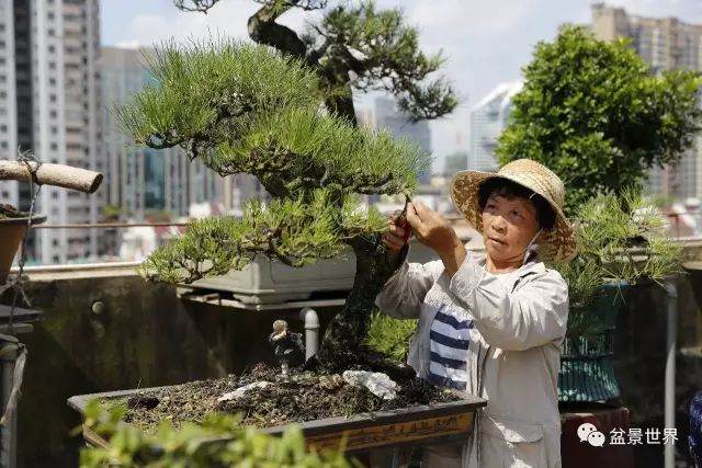 首位女性岭南盆景大师作品大赏
