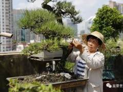 首位女性岭南盆景大师作品大赏