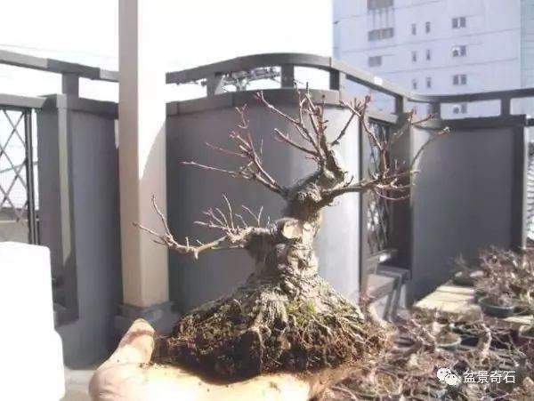 盆景炼根发芽的方法 养出来的盆景就是好