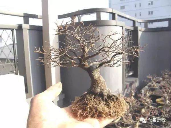 盆景炼根发芽的方法 养出来的盆景就是好
