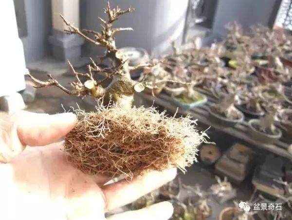 盆景炼根发芽的方法 养出来的盆景就是好