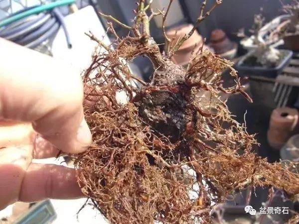 盆景炼根发芽的方法 养出来的盆景就是好