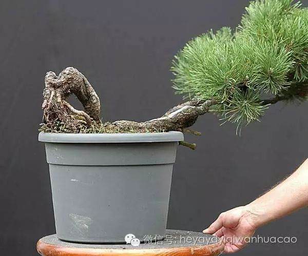 盆景炼根发芽的方法 养出来的盆景就是好