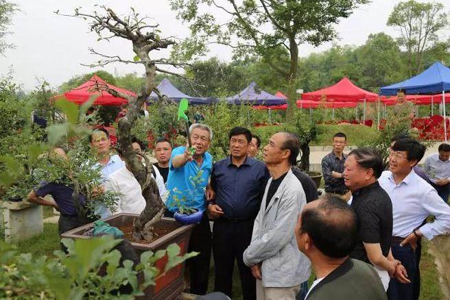 一盆盆景有多贵?有人出35万元主人不愿卖