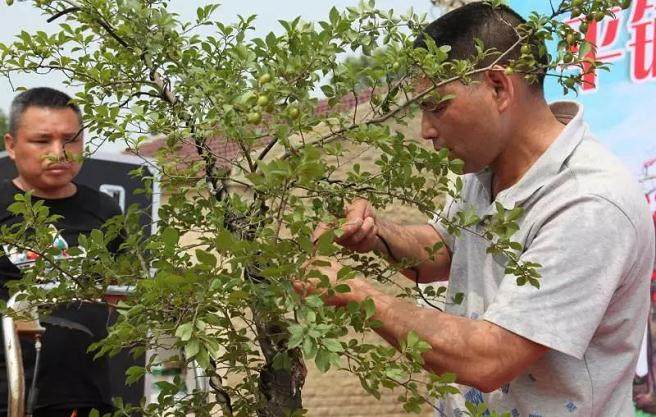 一盆盆景有多贵?有人出35万元主人不愿卖