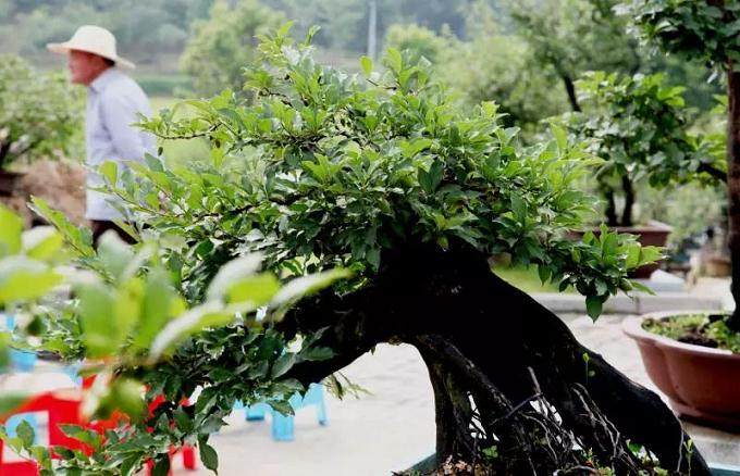 一盆盆景有多贵?有人出35万元主人不愿卖