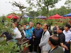 一盆盆景有多贵？有人出35万元主人不愿卖