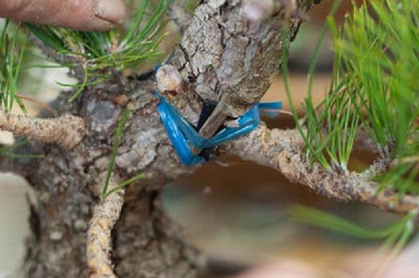 黑松盆景移植成功途径的探讨