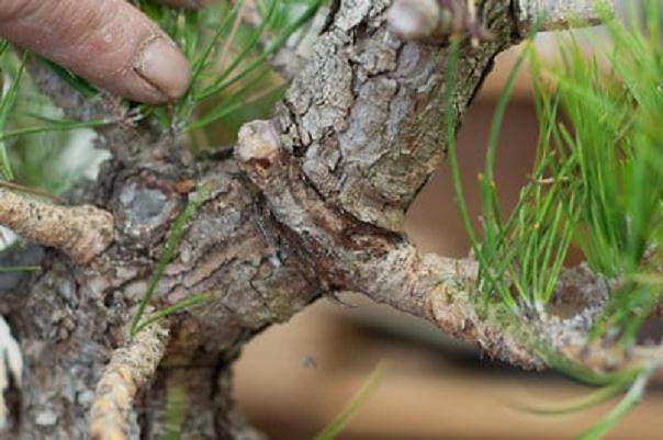 图解 黑松盆景移植成功途径的探讨