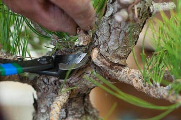 图解 黑松盆景移植成功途径的探讨