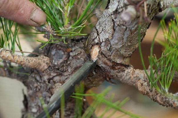 图解 黑松盆景移植成功途径的探讨
