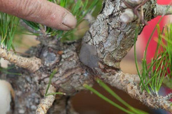 图解 黑松盆景移植成功途径的探讨