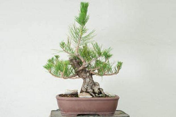 图解 黑松盆景移植成功途径的探讨