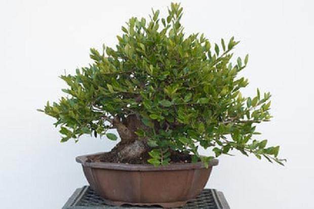 湾岛盆景工作坊对香椿冬青的修剪