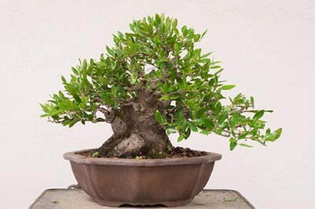 湾岛盆景工作坊对香椿冬青的修剪