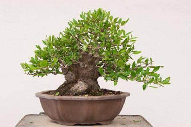 湾岛盆景工作坊对香椿冬青的修剪