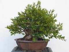 湾岛盆景工作坊对香椿冬青的修剪