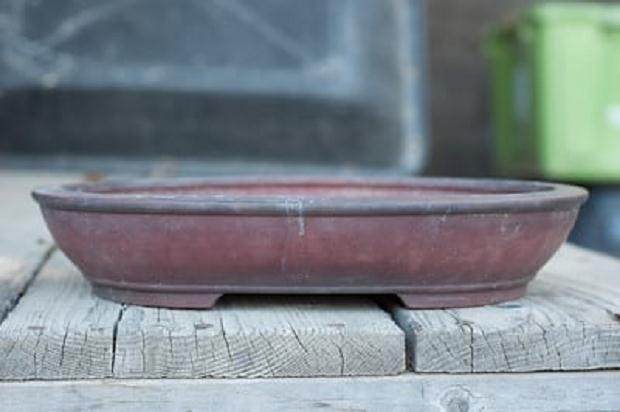 湾岛盆景工作坊对香椿冬青的修剪