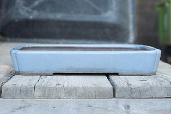 湾岛盆景工作坊对香椿冬青的修剪