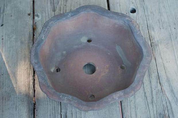 湾岛盆景工作坊对香椿冬青的修剪