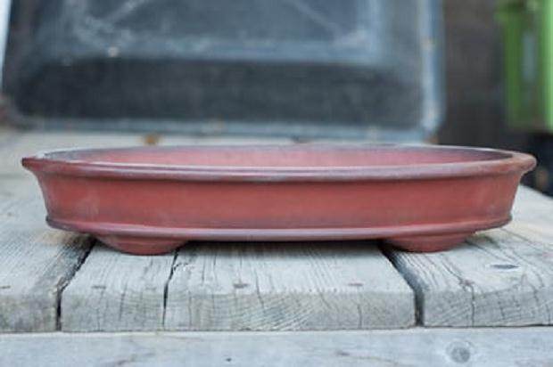 湾岛盆景工作坊对香椿冬青的修剪