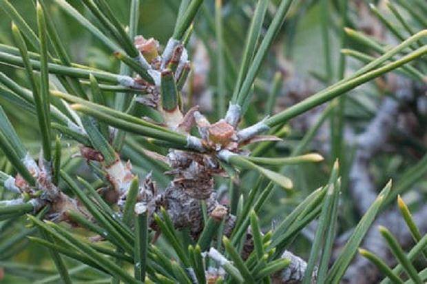 在夏季修剪松木盆景上的花蕾