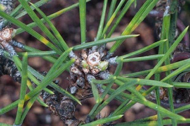 在夏季修剪松木盆景上的花蕾