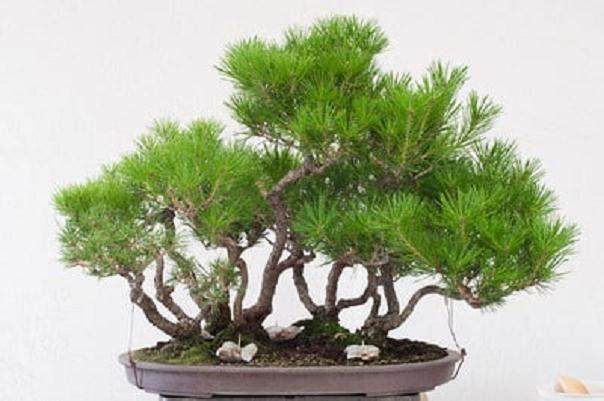 夏季盆景修剪的季节到来了