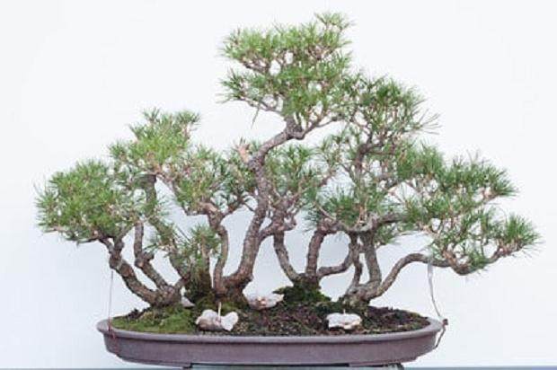 夏季盆景修剪的季节到来了