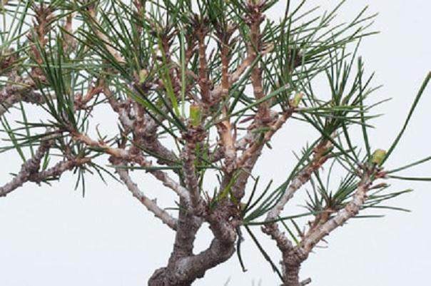 夏季盆景修剪的季节到来了