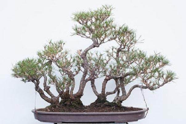 夏季盆景修剪的季节到来了