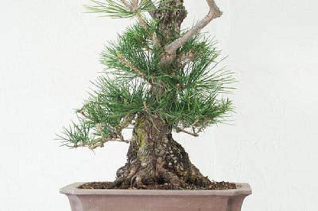 夏季盆景修剪的季节到来了