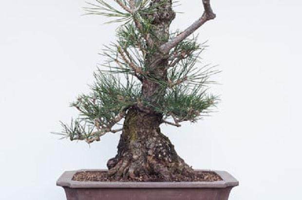 夏季盆景修剪的季节到来了