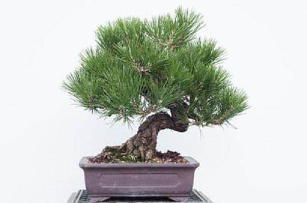 夏季盆景修剪的季节到来了