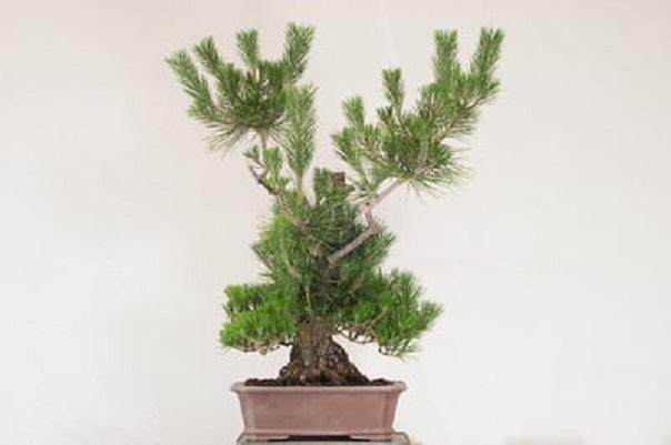 图解 老外演示盆景怎么修剪的13个过程