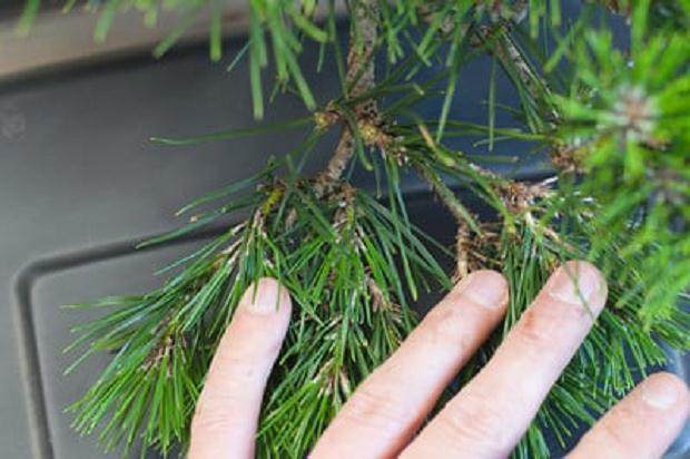 图解 老外演示盆景怎么修剪的13个过程