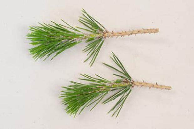 图解 老外演示盆景怎么修剪的13个过程