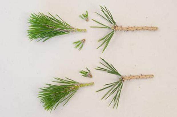 图解 老外演示盆景怎么修剪的13个过程