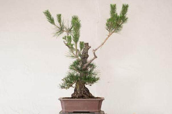 图解 老外演示盆景怎么修剪的13个过程