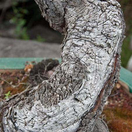 如何在黄松盆景上暴露的枯枝落叶