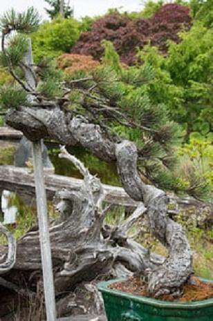 如何在黄松盆景上暴露的枯枝落叶