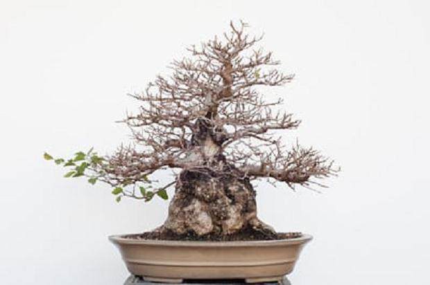 图解 如何修剪韩国鹅耳枥盆景的方法