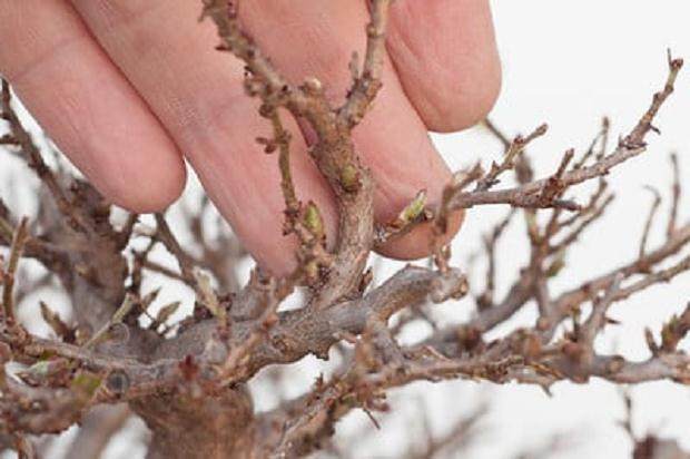 图解 如何修剪韩国鹅耳枥盆景的方法