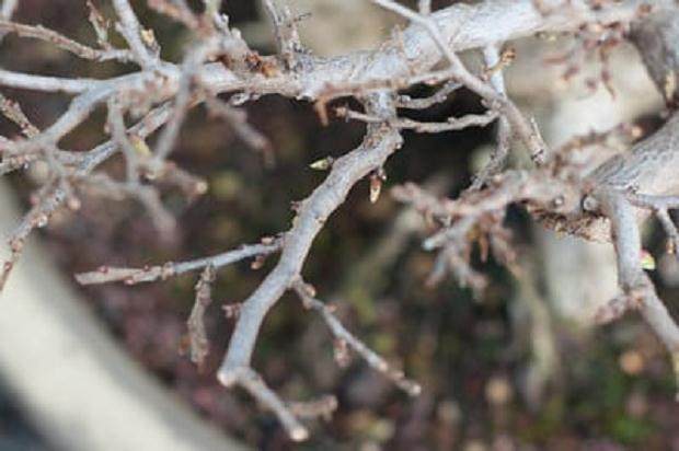 图解 如何修剪韩国鹅耳枥盆景的方法