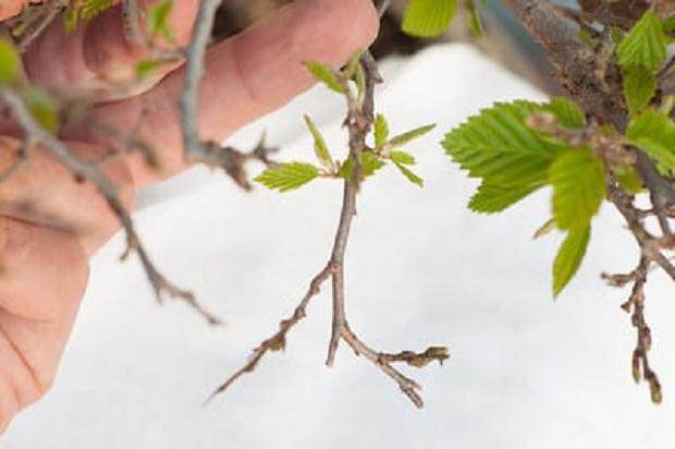 图解 如何修剪韩国鹅耳枥盆景的方法