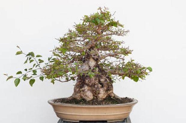 图解 如何修剪韩国鹅耳枥盆景的方法