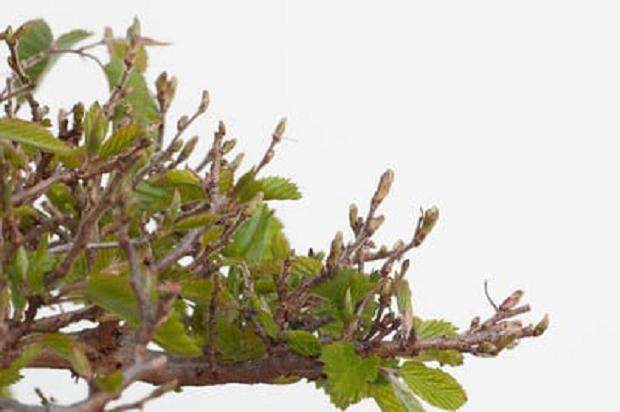 图解 如何修剪韩国鹅耳枥盆景的方法