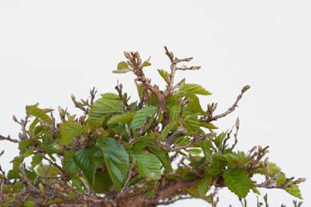 图解 如何修剪韩国鹅耳枥盆景的方法