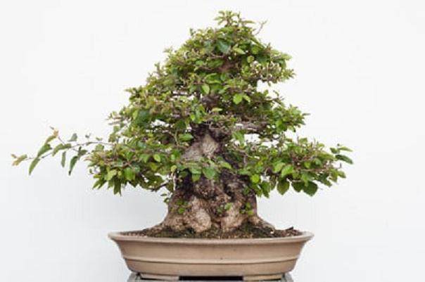 图解 如何修剪韩国鹅耳枥盆景的方法