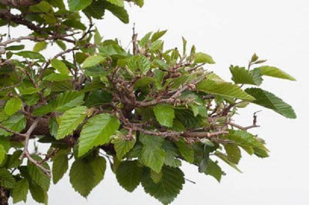 图解 如何修剪韩国鹅耳枥盆景的方法